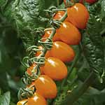 An exceptionally tasty and extremely attractive orange plum variety. Grafted `turbo` tomatoes - for 