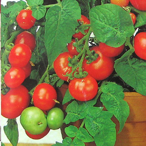 A compact and bushy variety specifically bred for pots and containers. Vilma produces a heavy crop o