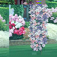 Tri Colour Clematis Selection