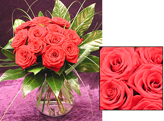 12 quality large headed Grand Prix roses
