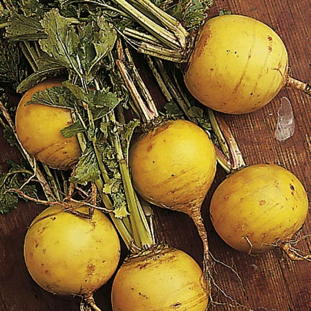 Unbranded Turnip Golden Ball Seeds Average Seeds 4500