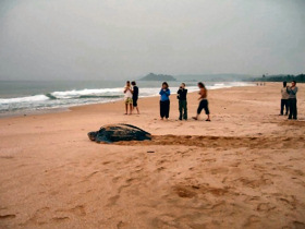 Unbranded Turtle conservation in Ghana