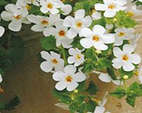 Celebration of the 70th Anniversary of VE Day with flowers!Collection contains one crate with 3 slats measuring 53 x 36 x 28cm plus 52 plug plants of the following varieties:Bacop - The largest-flowered bacopa on the market  producing clean white flo