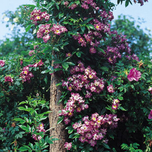 Unbranded Veilchenblau - Rambler Rose D. Austin