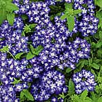 Unbranded Verbena Lavender Grace Plants 470021.htm
