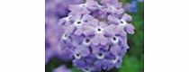 This is a vast improvement over other verbena varieties producing many more bright flowers on compact tightly knit foliage. TapiensR excellent weather tolerance means it will flower all summer and well into the autumn making a super specimen plant on