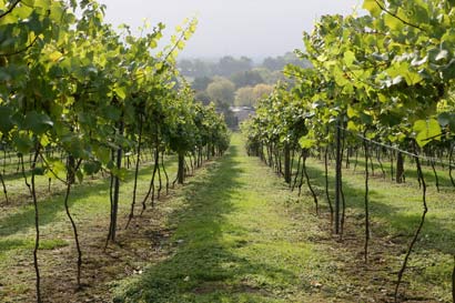 Unbranded Vineyard Tour For Two