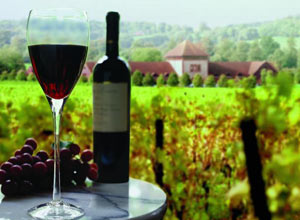 Unbranded Vinopolis wine tasting tour (for two) - Vineyard