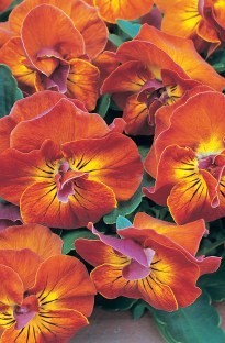 Unbranded Viola Amber Kiss x 16 super jumbo plugs