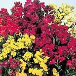 Unbranded Wallflower Autumn Beauty Mixed Seeds