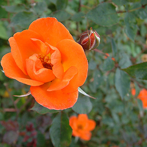 Unbranded Warm Welcome - Climbing Rose (pre-order now)