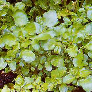 Unbranded Watercress Seeds