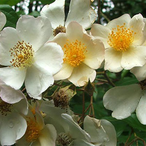 This summer flowering rambler has extremely vigorous growth  and requires plenty of space to grow. I