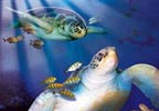 Unbranded Weymouth SEA LIFE Adventure Park and Marine Sanctuary After 3pm Special
