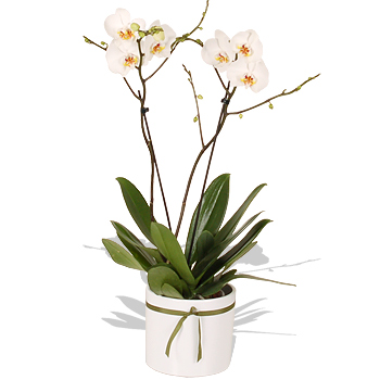 Unbranded White Branched Phalaenopsis Orchid - flowers
