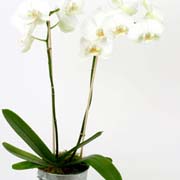 Serene and elegant white phalaenopsis orchid White