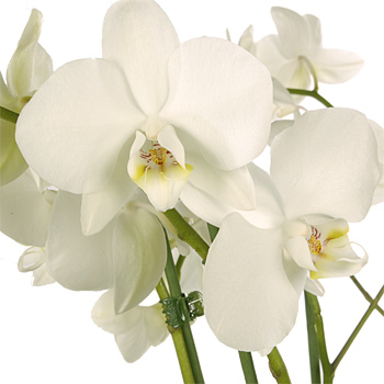 Unbranded White Orchids in a Planter - flowers