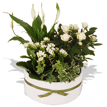 Unbranded White Planted Bowl - flowers