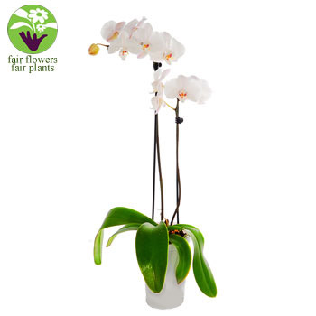 Unbranded White Sympathy Orchid - flowers
