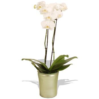 Unbranded White Twin Phalaenopsis in Green Vase - flowers