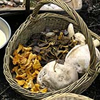 Unbranded Wild mushrooms and fungi - 1 Day course