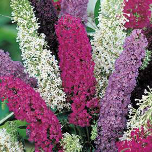 A strong growing easy to raise shrub producing fragrant plumes during the summer which are much love
