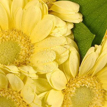 Unbranded Yellow Gerbera Cube - flowers