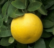 Unbranded Yellow grapefruit puree (frozen)