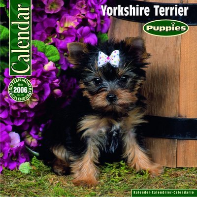 Yorkshire Terrier - Puppies Calendar