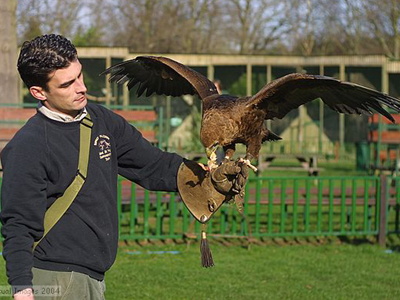 Up to andpound;100 Bird of Prey Half Day Experience