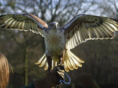 Up to andpound;150 Bird of Prey Full Day Experience