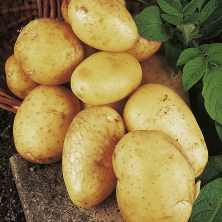 Potatoes - 3kg (Maincrop) 3kg