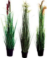 Velda Waterside Plants - Triple Pack
