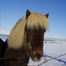 Viking Horse Ride plus Gulfoss and Geysir Express - Adult