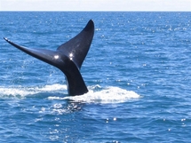and Dolphin Watching - Plettenburg Bay -