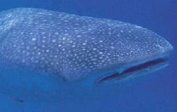 Whale Shark diving conservation in Seychelles