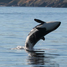 Whale Watching from Victoria - Adult (Covered Boat)