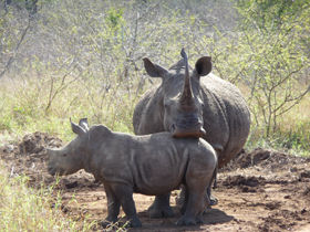 Wildlife conservation holidays in Swaziland,