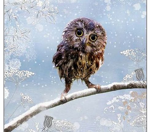 Charity Christmas Cards - Let It Snow - Baby Owl - (WDM9071) In Aid Of Childline - Let It Snow - Pack Of 5 Cards