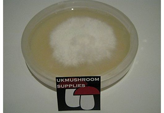 50g Mushroom nutrient agar - Potato Dextose Agar (PDA)